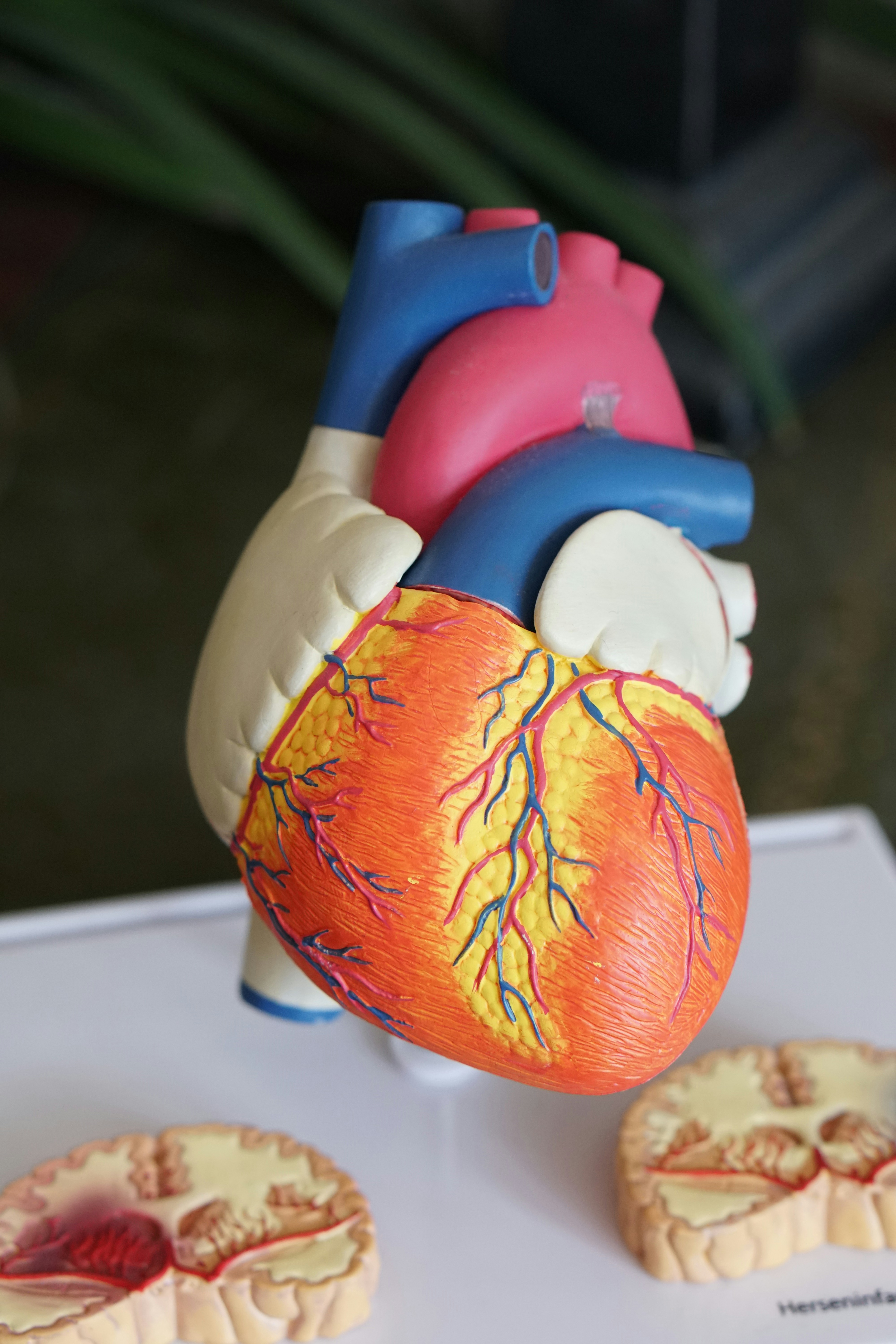 Herzmodell mit venösen und arteriellen Gefäßen auf Ständer